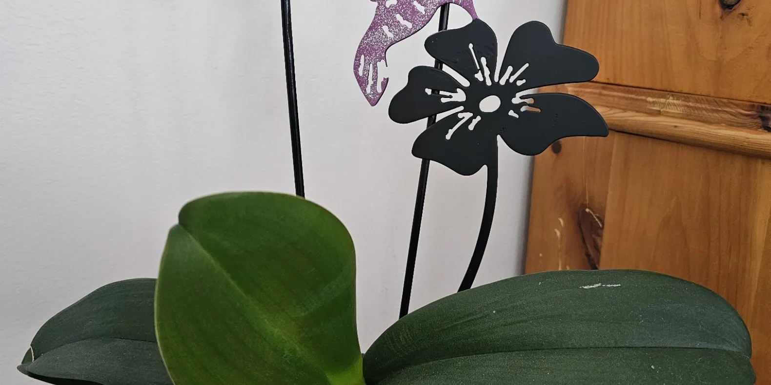 humming bird
